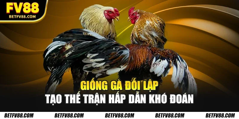 Những Trận Đấu Đá Gà Hay Nhất Trong Tháng Tại FV88 2 Giống gà đối lập tạo thế trận hấp dẫn khó đoán
