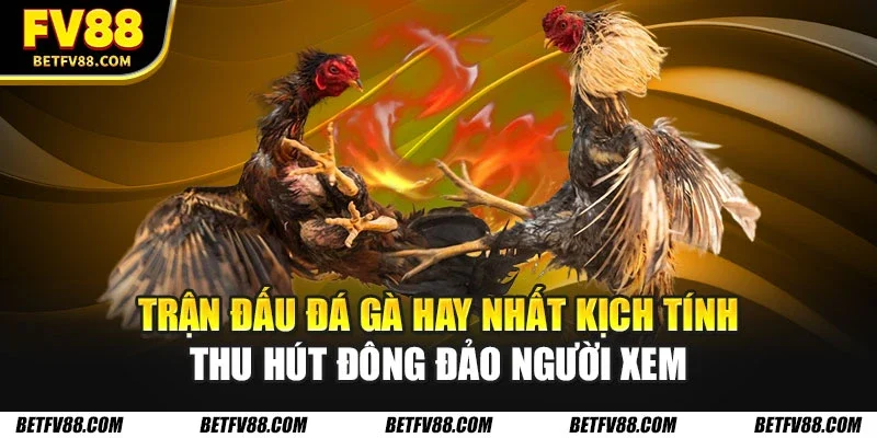 Những Trận Đấu Đá Gà Hay Nhất Trong Tháng Tại FV88 1 Trận đấu đá gà hay nhất kịch tính thu hút đông đảo người xem